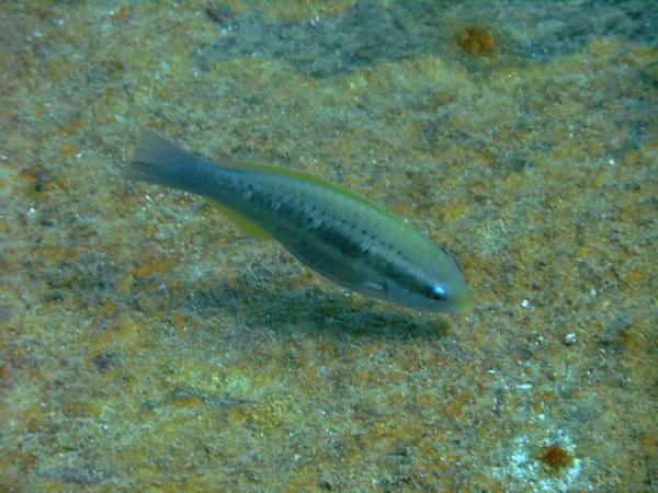 Parrotfish - Striped Parrotfish