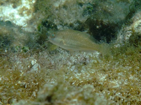 Parrotfish - Greenblotch Parrotfish