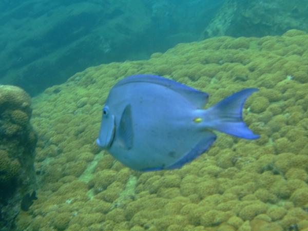 Surgeonfish - Blue Tang