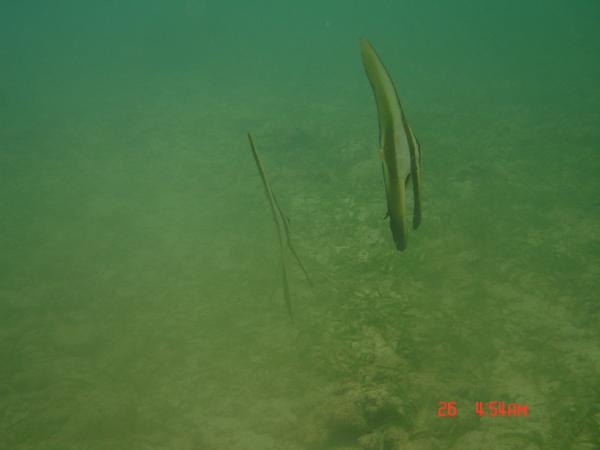 Spadefish - Longfin Spadefish