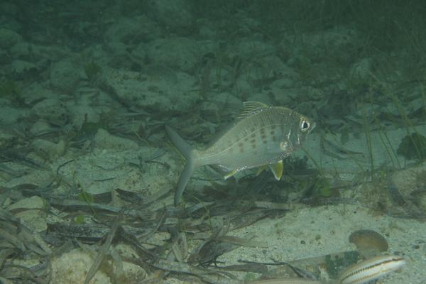 Mojarras - Yellowfin Mojarra