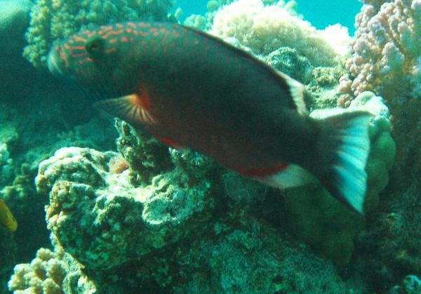 Wrasse - Cheek-lined Splendour Wrasse