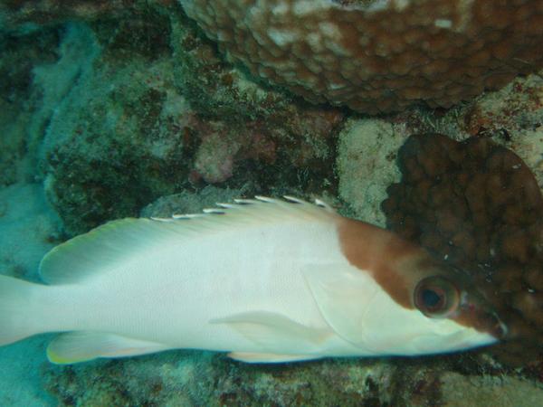 Groupers - Blacktip Grouper