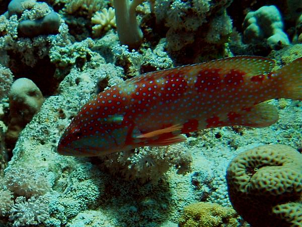 Groupers - Coral Grouper