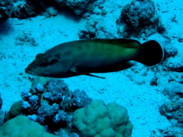 Groupers - Half-spotted Grouper