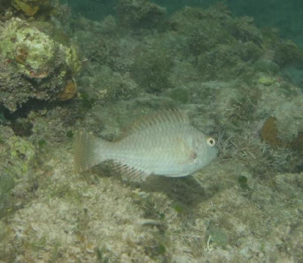 Parrotfish - Yellowtail Parrotfish