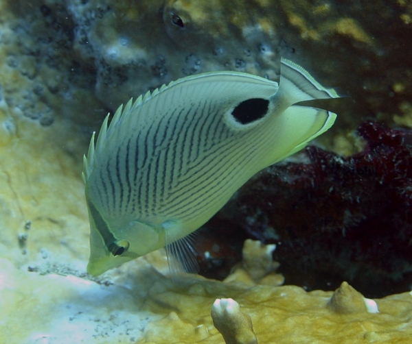 Butterflyfish - Foureye Butterflyfish