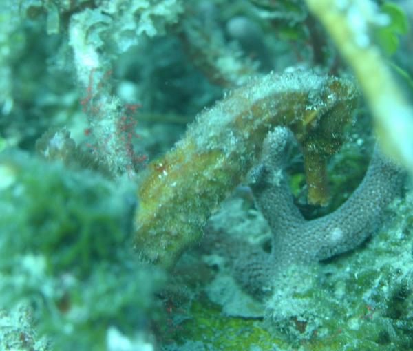 Seahorses - Longsnout Seahorse