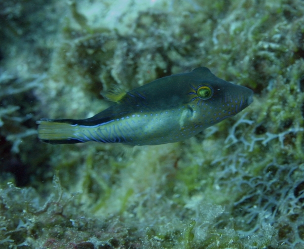 Pufferfish - Sharpnose Puffer