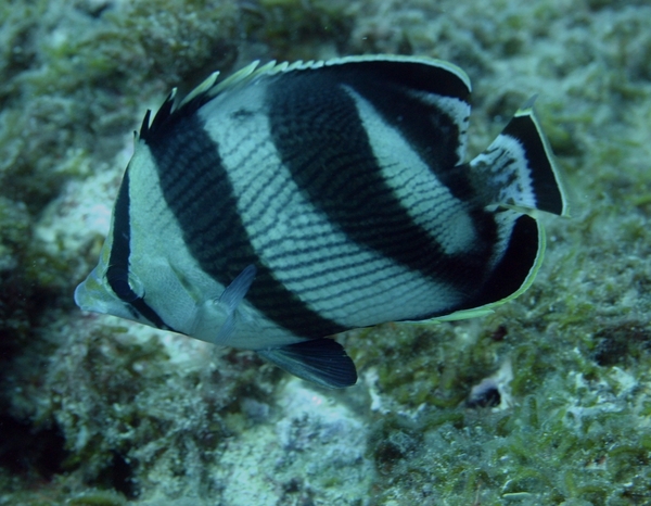 Butterflyfish - Banded Butterflyfish