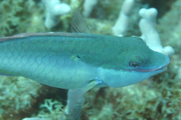 Redband Parrotfish - Sparisoma aurofrenatum