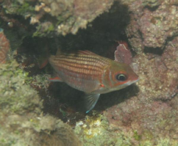 Squirrelfish - Dusky Squirrelfish