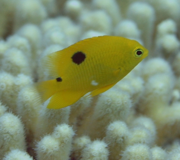 Damselfish - Threespot Damselfish