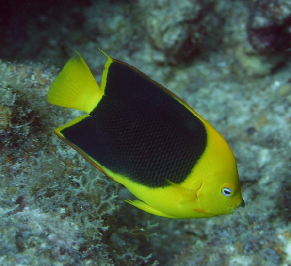 Angelfish - Rock Beauty