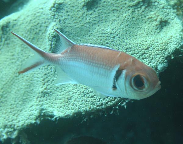 Squirrelfish - Blackbar Soldierfish