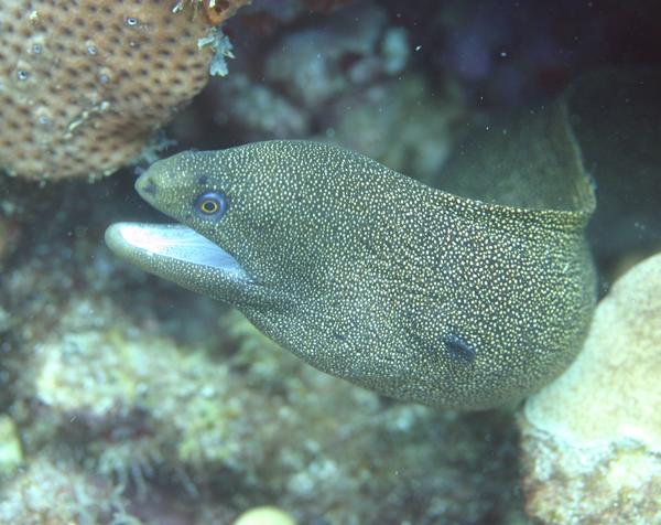 Moray - Goldentail Moray