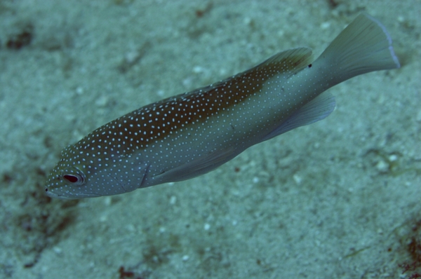 Groupers - Coney