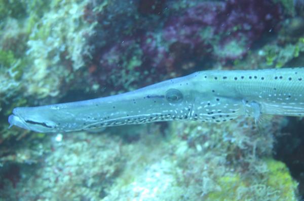 Trumpetfish - Trumpetfish