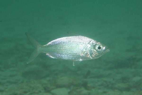 Mojarras - Flagfin Mojarra