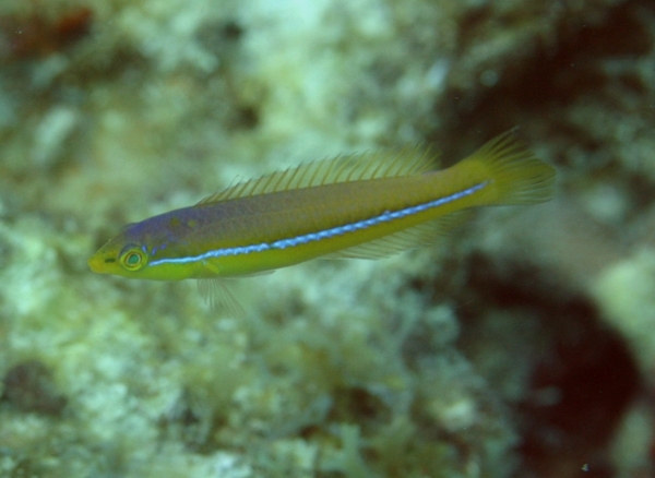 Wrasse - Yellowhead Wrasse