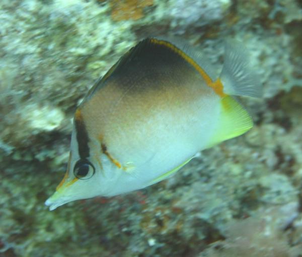 Butterflyfish - Longsnout Butterflyfish