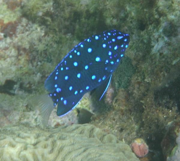 Damselfish - Yellowtail Damselfish