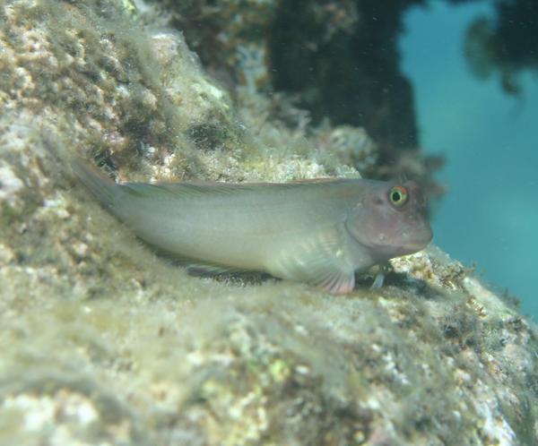 Blennies - Redlip Blenny