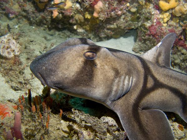 Sharks - Port Jackson Shark