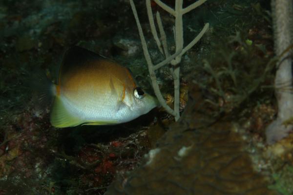 Butterflyfish - Longsnout Butterflyfish