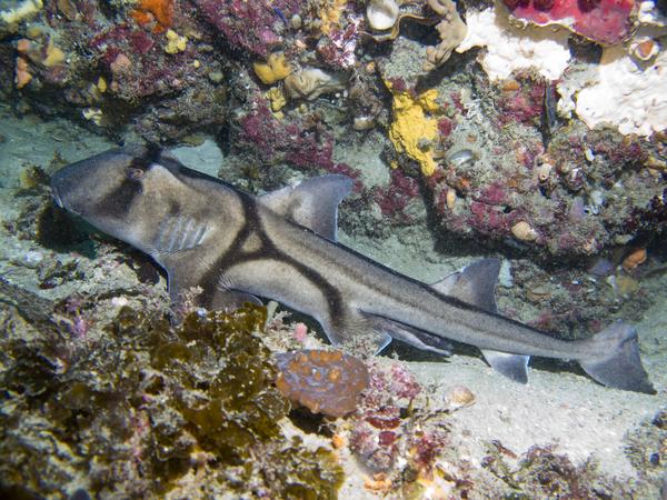 Sharks - Port Jackson Shark