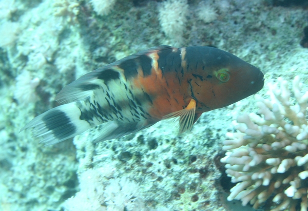 Red-breasted Splendour Wrasse - Cheilinus fasciatus