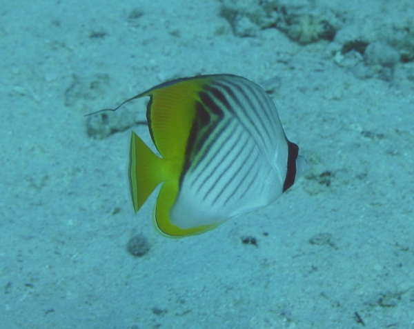 Butterflyfish - Threadfin Butterflyfish