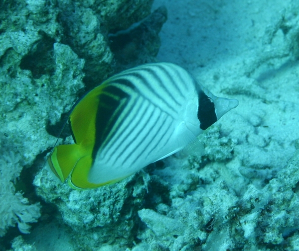 Butterflyfish - Threadfin Butterflyfish