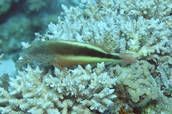 Hawkfish - Blackside Hawkfish