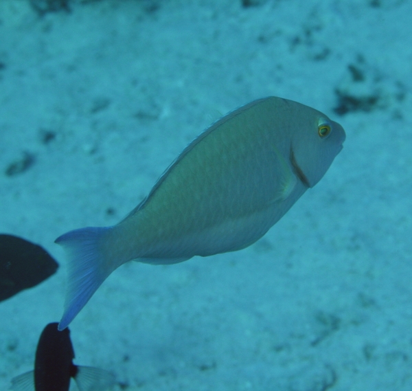 Parrotfish - Longnose Parrotfish