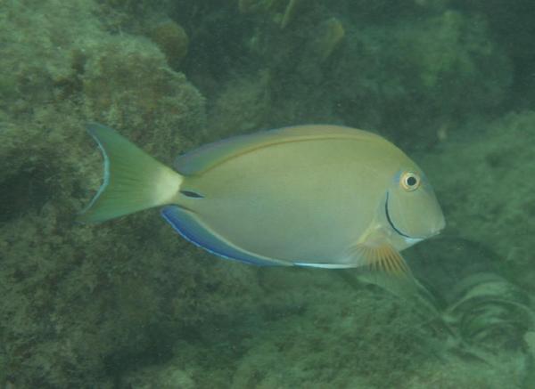 Surgeonfish - Ocean Surgeonfish