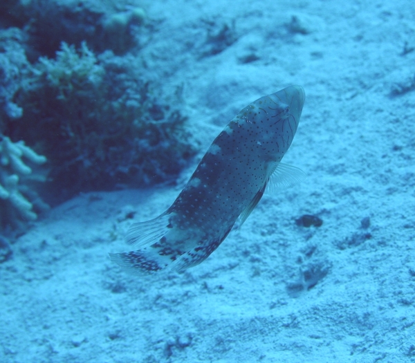 Wrasse - Abudjubbe Wrasse