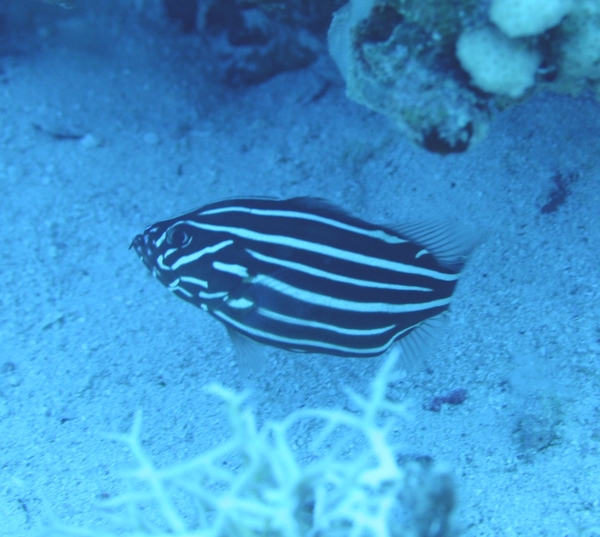 Soapfish - Six-striped Soapfish