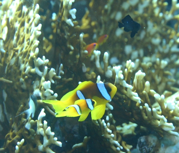 Damselfish - Red Sea Anemonefish