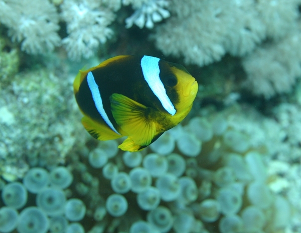 Damselfish - Red Sea Anemonefish