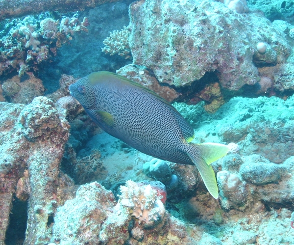 Rabbitfish - Stellate Rabbitfish