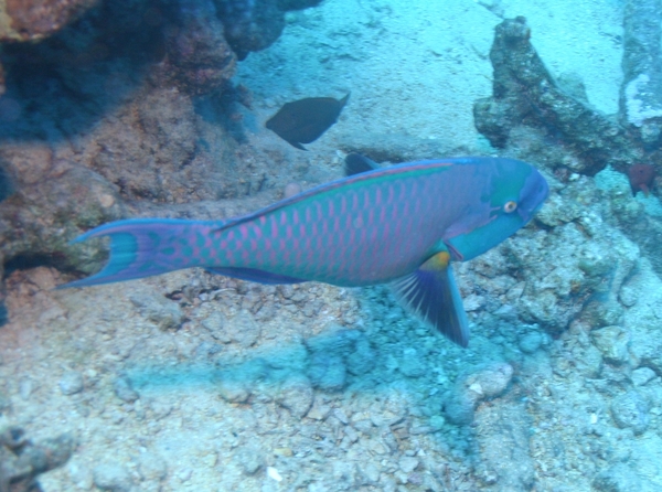 Bluebarred Parrotfish - Scarus ghobban