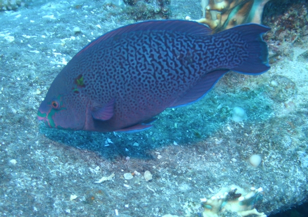 Parrotfish - Swarthy Parrotfish