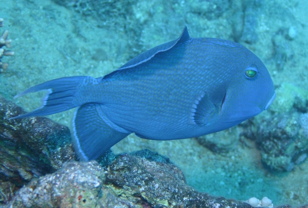 Triggerfish - Blue Triggerfish