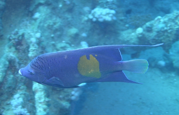 Angelfish - Yellowbar Angelfish