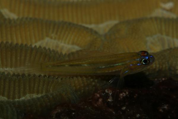 Gobies - Peppermint Goby