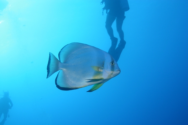 Spadefish - Circular Spadefish