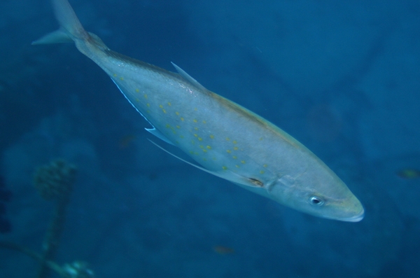 Jacks - Yellowspotted Trevally