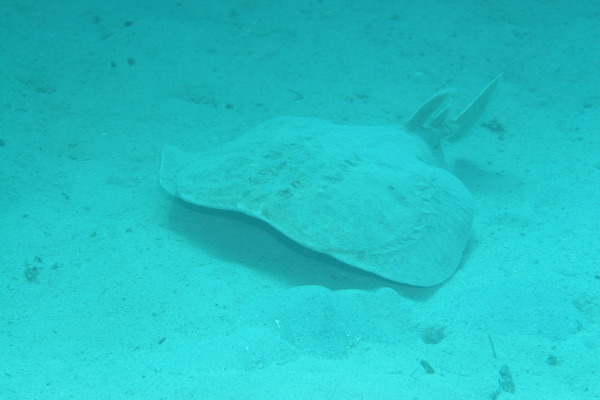 Rays - Caribbean torpedo