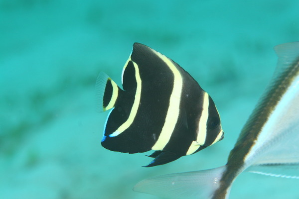 Angelfish - Gray Angelfish